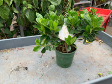 Load image into Gallery viewer, 6&quot; Gardenia
