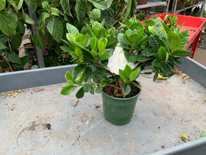 6" Gardenia