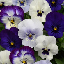 Load image into Gallery viewer, Pansy - Matrix Mix
