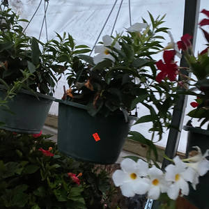 mandevilla plant hanging basket Mandevilla