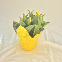 Load image into Gallery viewer, Tulip - Yellow 6” Pot
