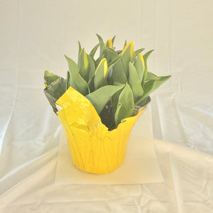 Tulip - Yellow 6” Pot