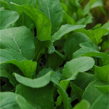 Load image into Gallery viewer, Arugula Plant
