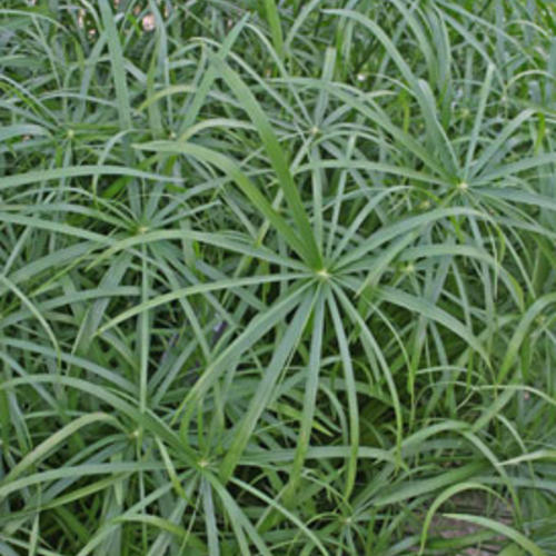 Proven Winners - Cyperus - Graceful Grasses Baby Tut