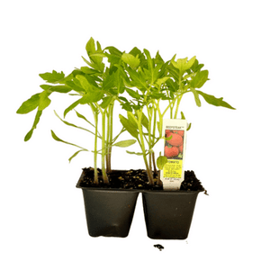 Beefsteak Tomato 4 Plant Cell Pack