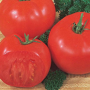 Beefsteak Tomato  Plant 4.5” Pot