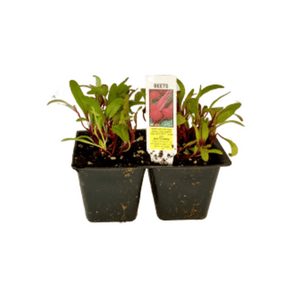 Beets 4 Plant Cell Pack