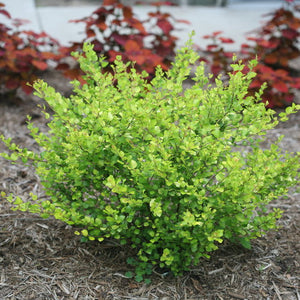 Proven Winners - Betula - Cesky Gold Dwarf Birch