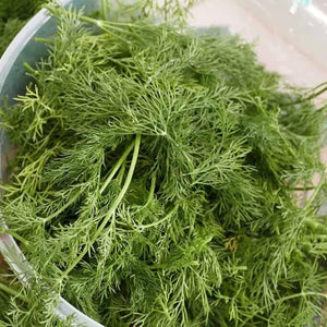 Dill Plant 4.5” Pot