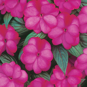 Proven Winners - New Guinea Impatiens - Infinity Blushing Lilac