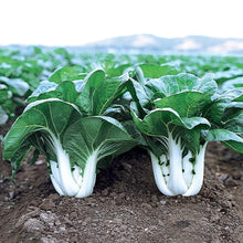 Load image into Gallery viewer, Bok Choy Plant 4.5” Pot
