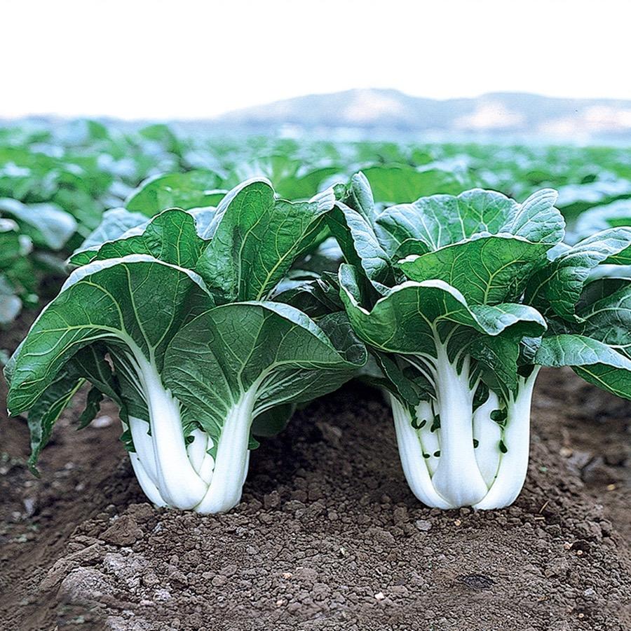 plant bok choy in pot Bok Choy Plant 4.5” Pot – A&M Seasonal Corner