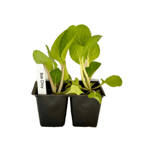 Bok Choy 4 Plant Cell Pack