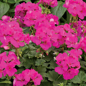 Proven Winners - Geranium - Boldly Lavender Rose