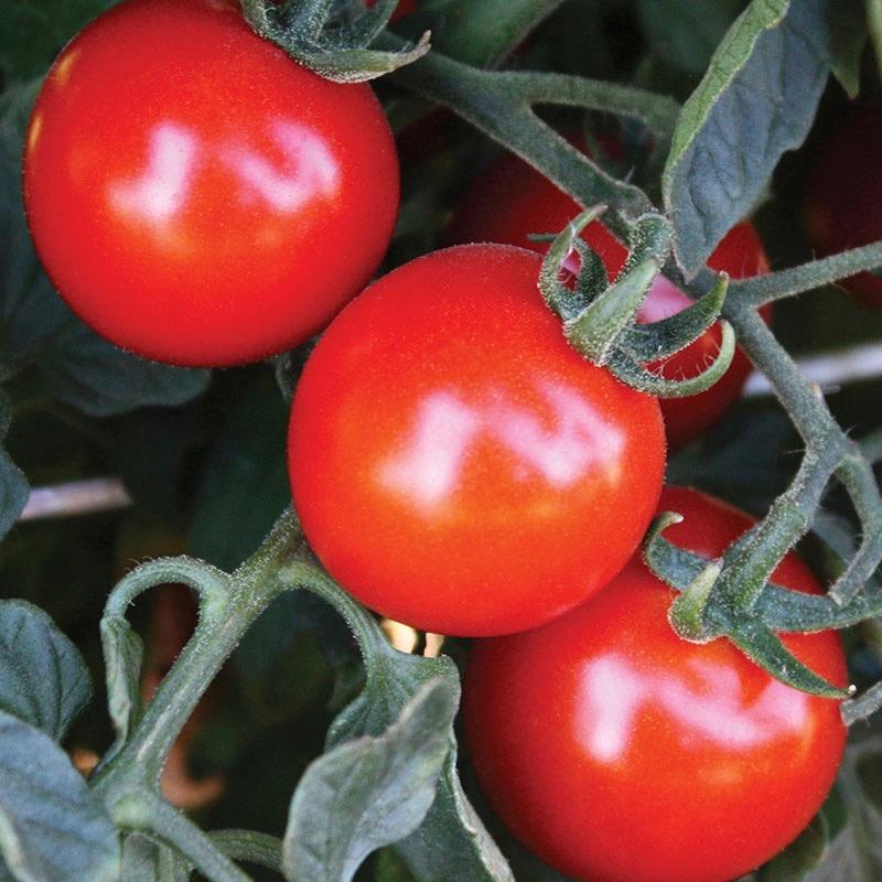 Red Cherry Tomato Plant 4.5” Pot