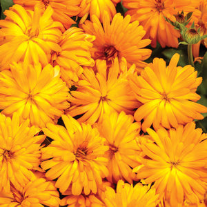 Proven Winners - Calendula - Lady Godiva Orange