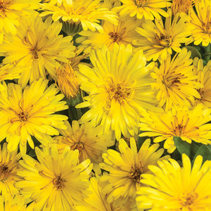 Proven Winners - Calendula - Lady Godiva Yellow