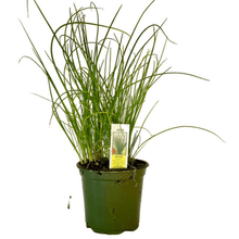 Load image into Gallery viewer, Chives Plant 4.5” Pot
