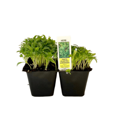 Cilantro 4 Plant Cell Pack