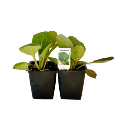 Collards 4 Plant Cell Pack