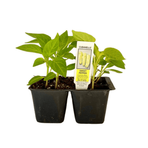 Cubanelle Pepper 4 Plant Cell Pack
