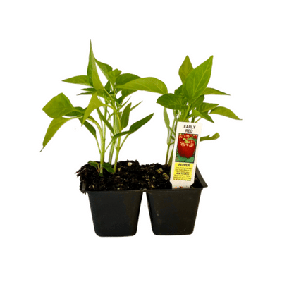 Early Red Pepper 4 Plant Cell Pack