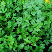 Load image into Gallery viewer, Flat Italian Parsley Plant
