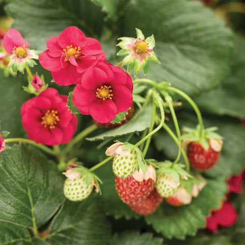 Proven Winners - Strawberry Hanging Basket – A&M Seasonal Corner