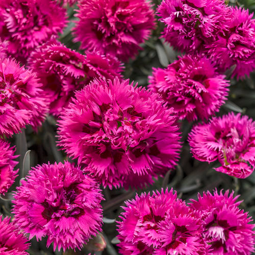Proven Winners - Dianthus - Fruit Punch Spiked Punch