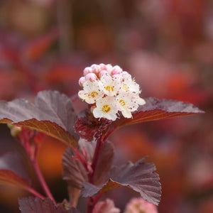 Proven Winners - Physocarpus - Ginger Wine