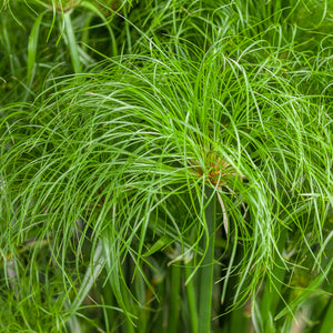 Proven Winners - Cyperus - Graceful Grasses Prince Tut