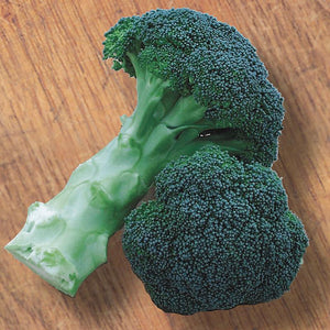 Broccoli Plant 4.5” Pot
