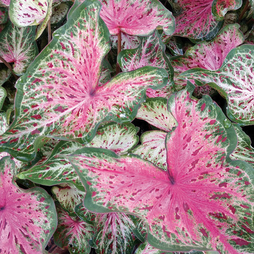 Proven Winners - Caladium - Heart and Soul