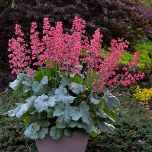 Proven Winners - Heuchera - Dolce Spearmint