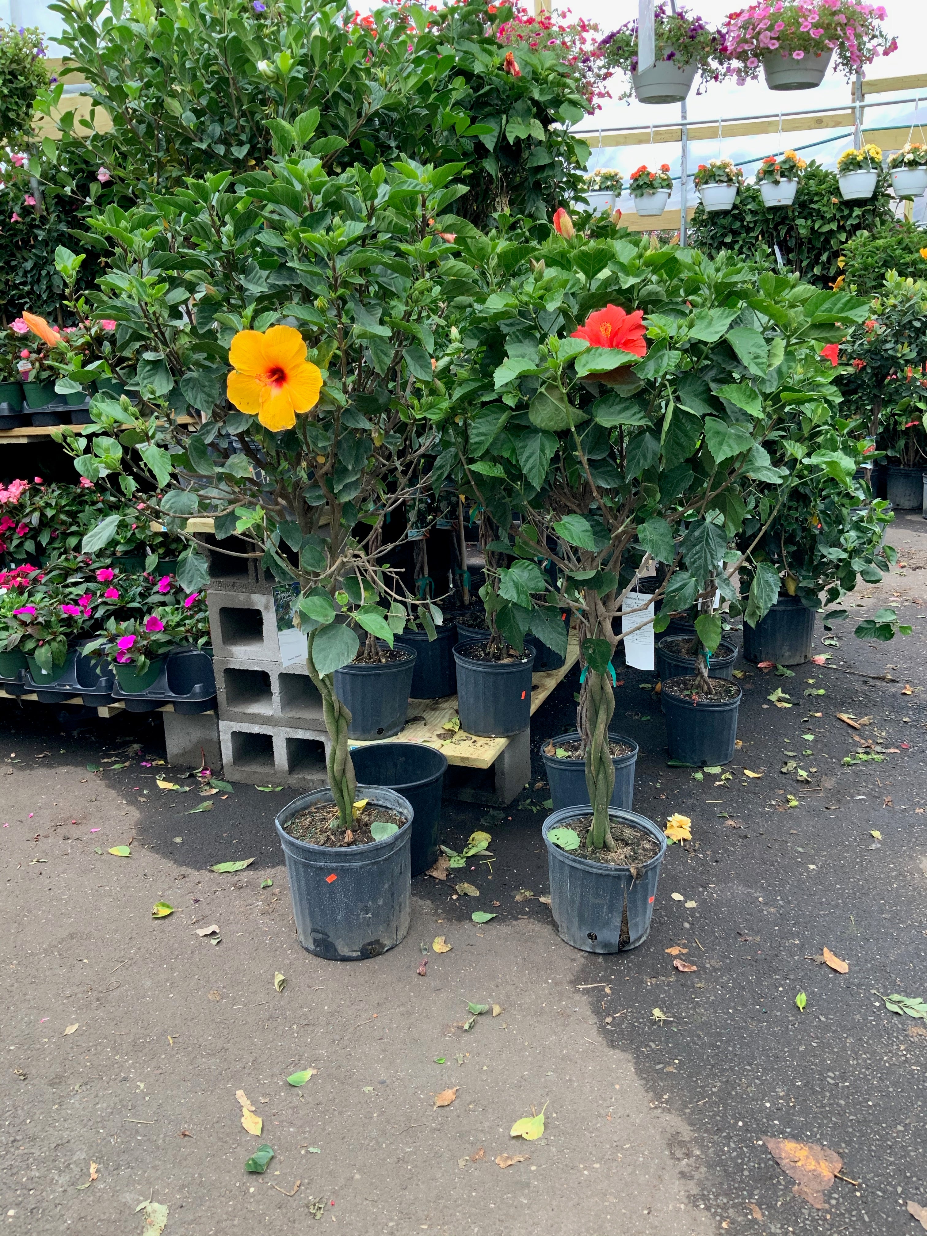 Habiskit Tree Full Grown Braided Hibiscus Tree