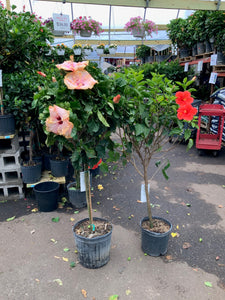 Hibiscus Tree - Straight Trunk