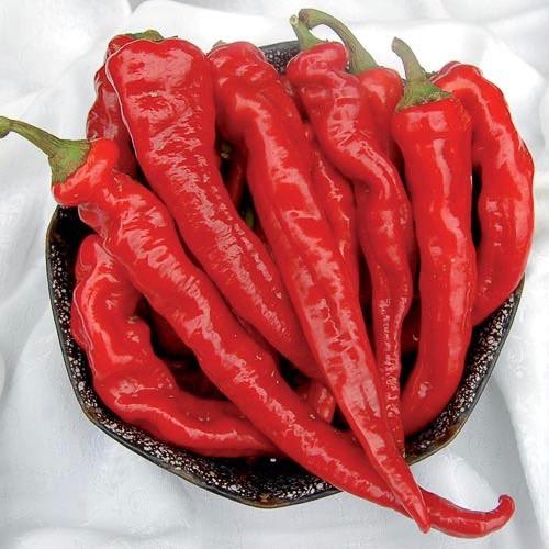 Hot Portugal Pepper Plant 4.5” Pot