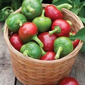 Hot Cherry Pepper Plant 4.5” Pot