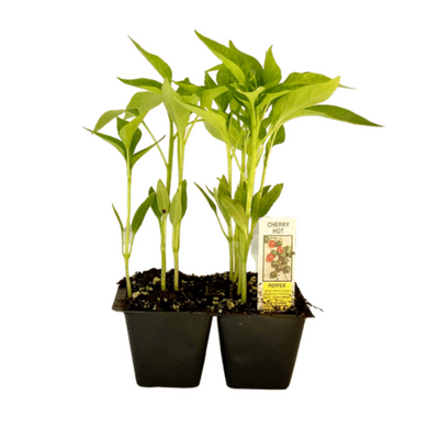Hot Cherry Pepper 4 Plant Cell Pack