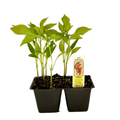 Hot Portugal Pepper 4 Plant Cell Pack