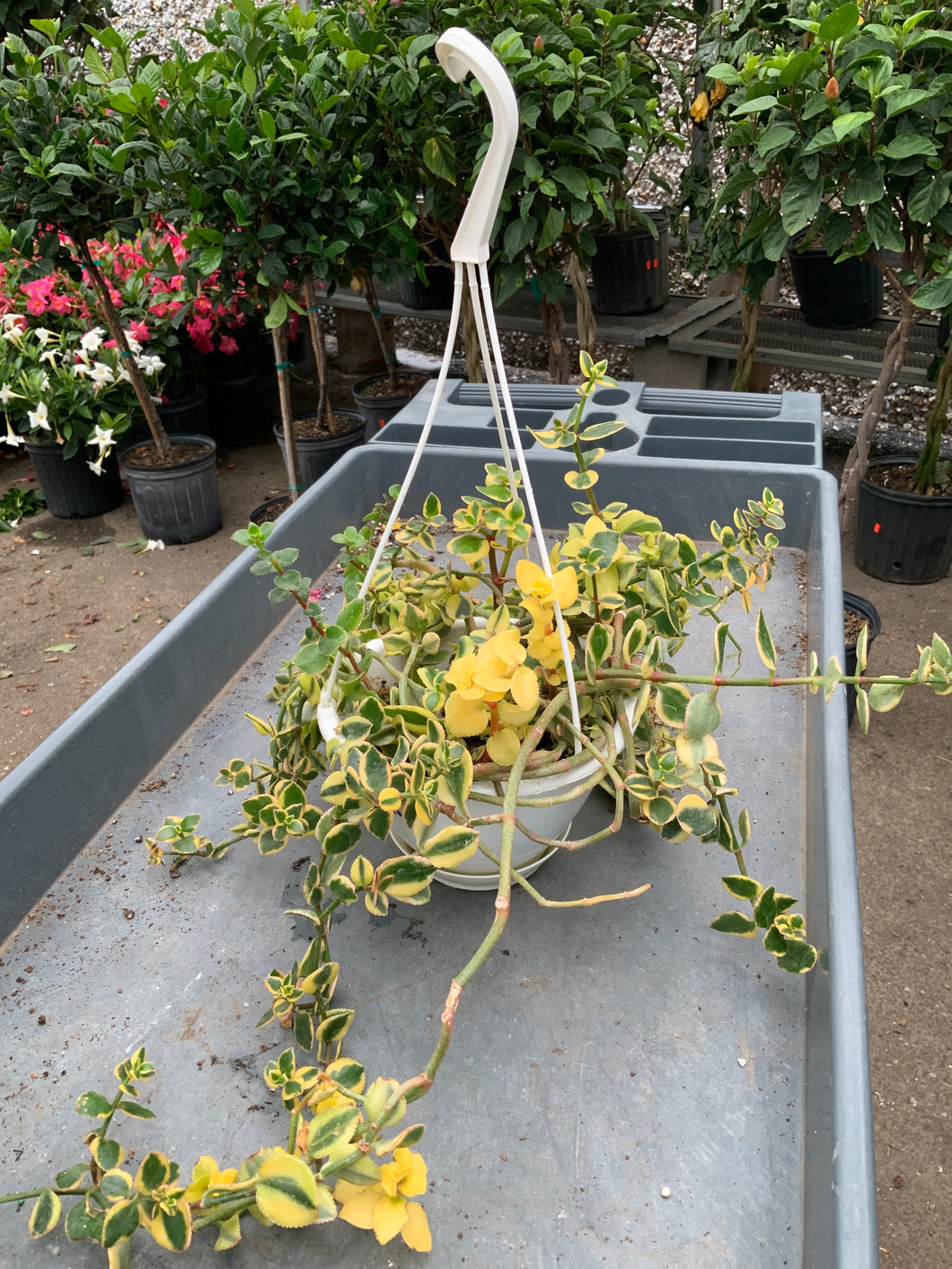 6” Succulent Hanging Basket - Crassula
