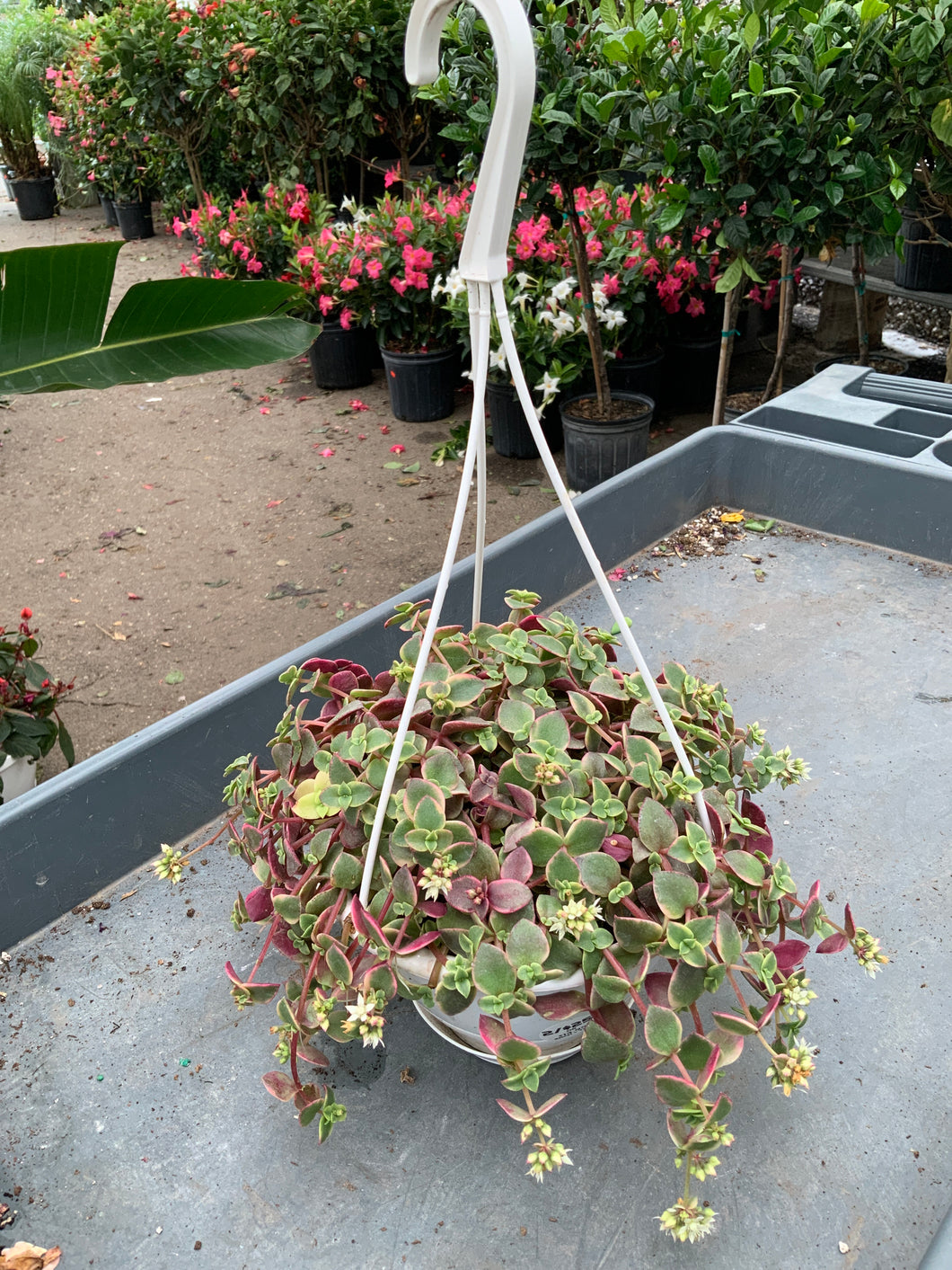 succulent in hanging basket 6” Succulent Hanging Basket