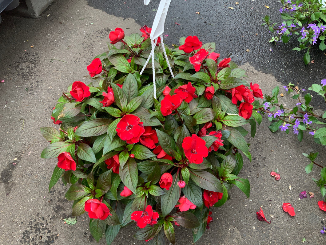 new guinea impatiens hanging plants 10.5” NEW GUINEA IMPATIENS HANGING BASKETS (RED) – A&M Seasonal Corner