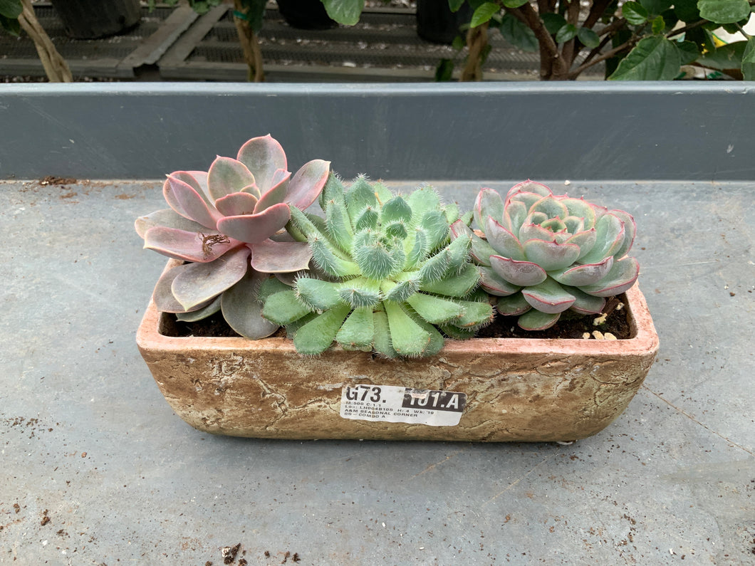 8” Succulent - Combo with Stone Crop