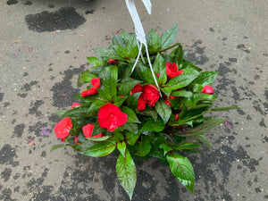 8” NEW GUINEA IMPATIENS HANGING BASKETS (RED)