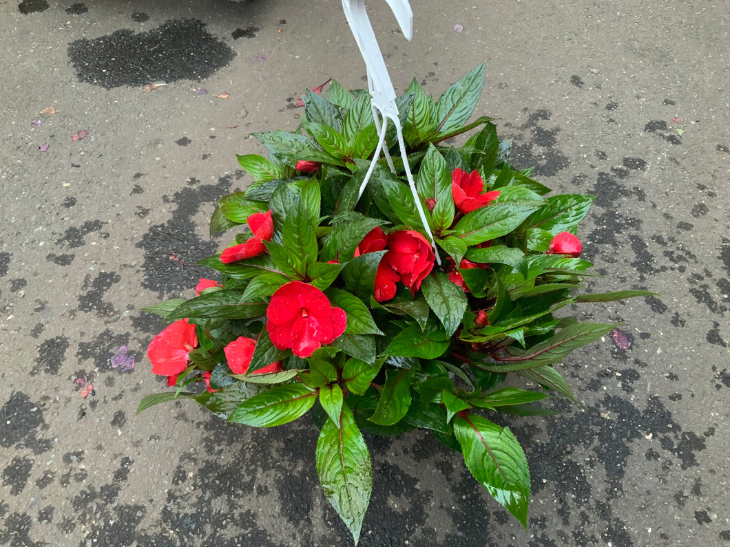 new guinea impatiens hanging plants 8” NEW GUINEA IMPATIENS HANGING BASKETS (RED) – A&M Seasonal Corner