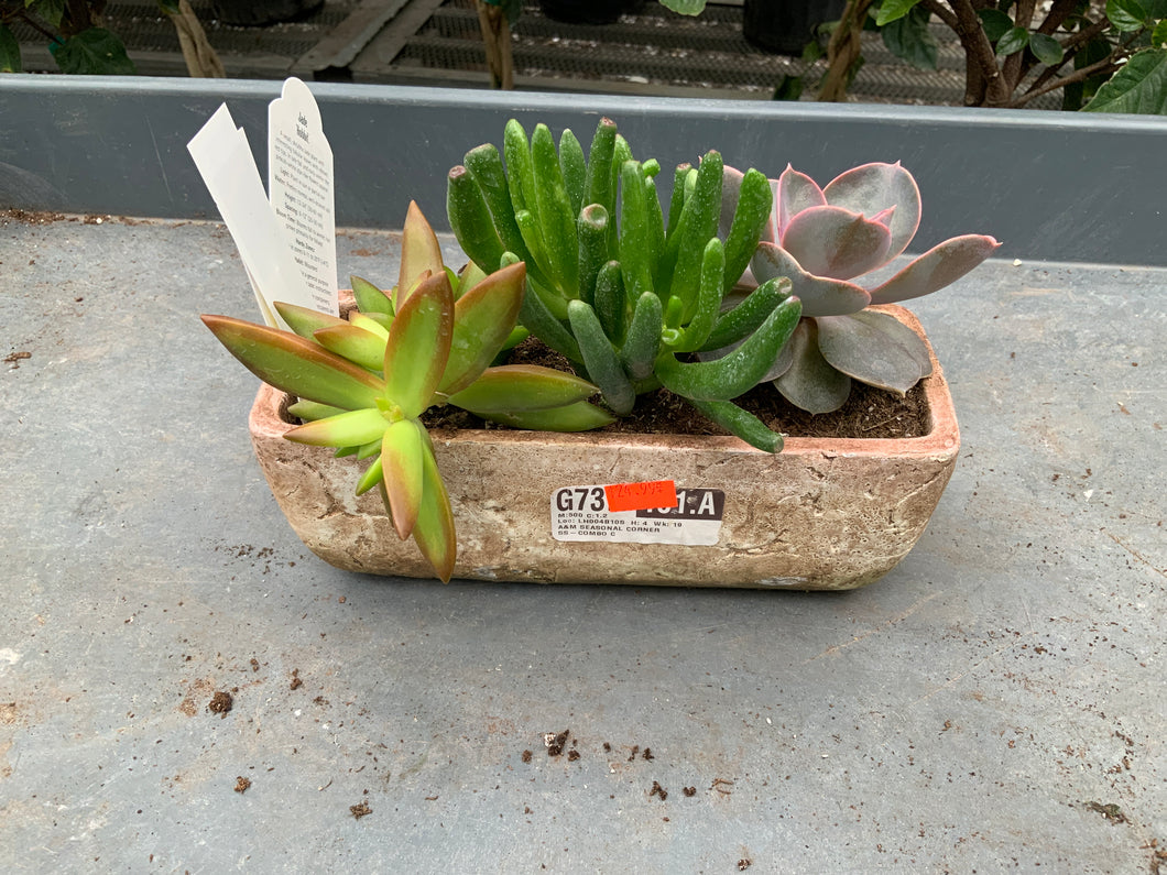 8” Succulent - Combo with Hobbit Jade and Stone Crop