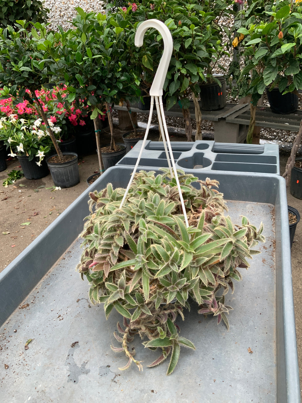 white velvet succulent 6” Succulent Hanging Basket