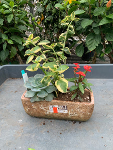 8” Succulent - Combo with Mini Rhea