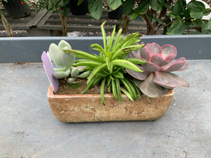 8” Succulent - Combo with Stone Crop and Happy Bean
